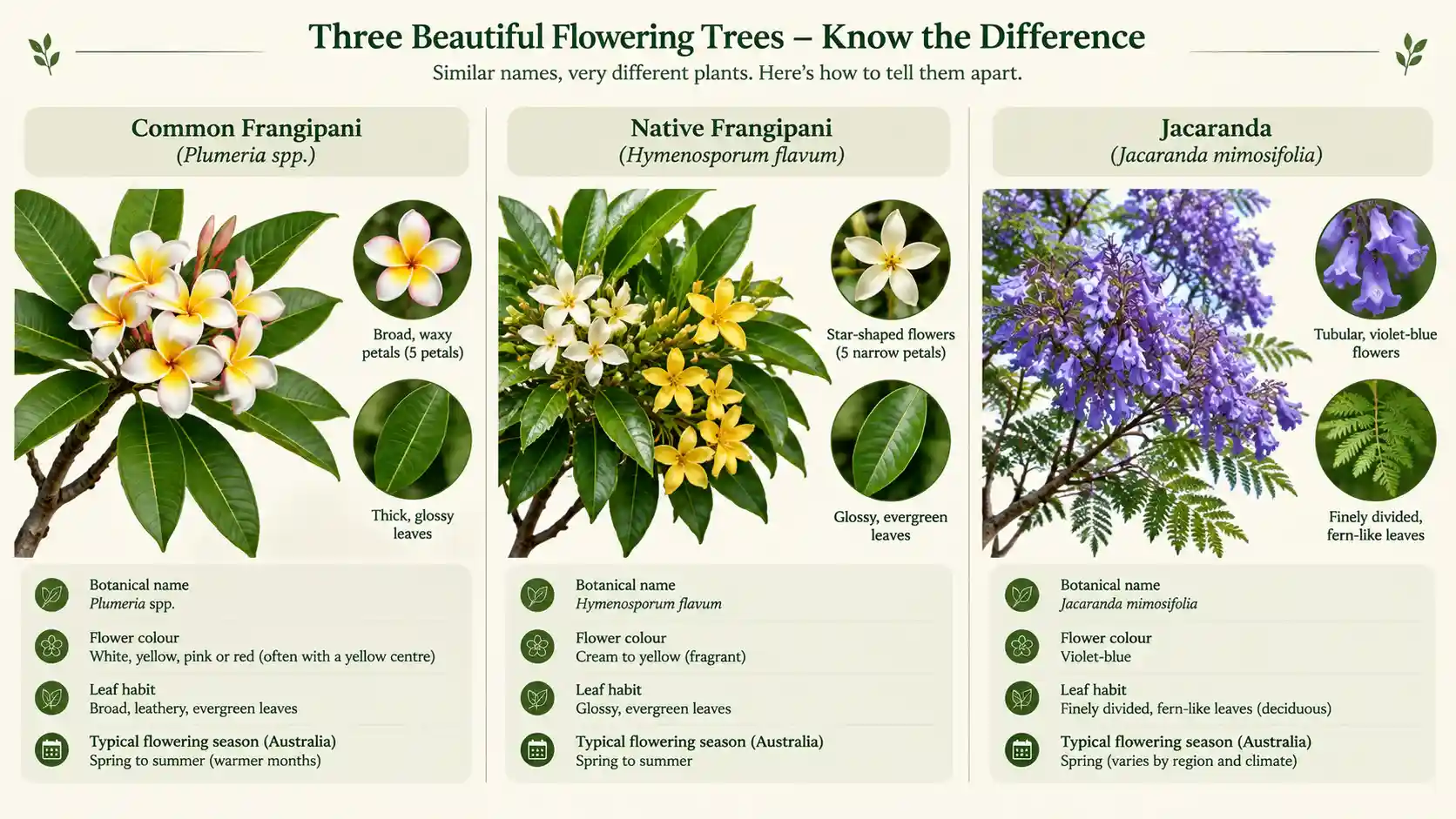 frangipani vs jacaranda