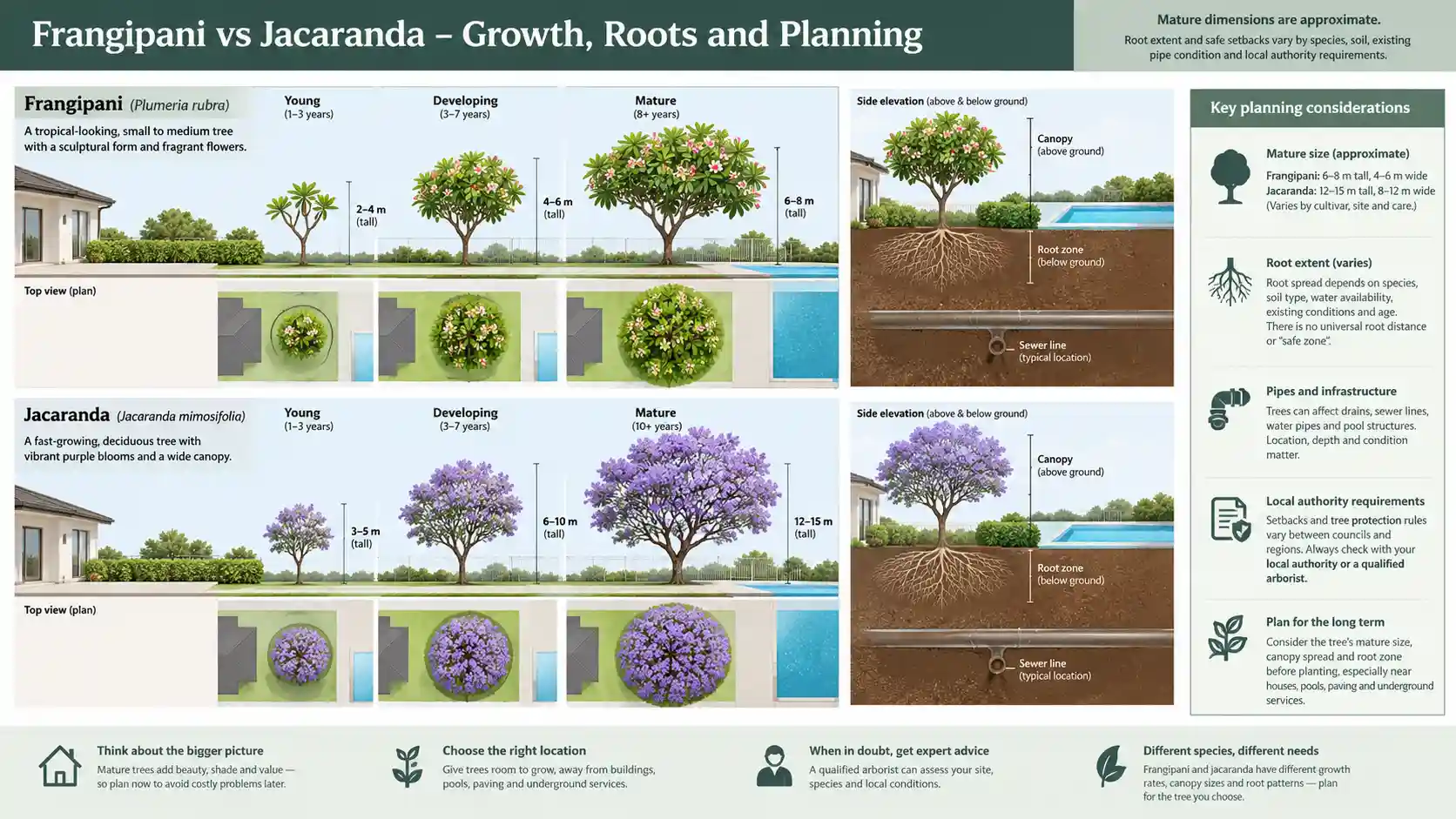 frangipani vs jacaranda