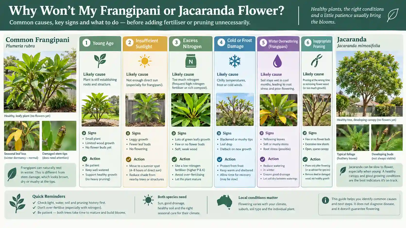 frangipani vs jacaranda