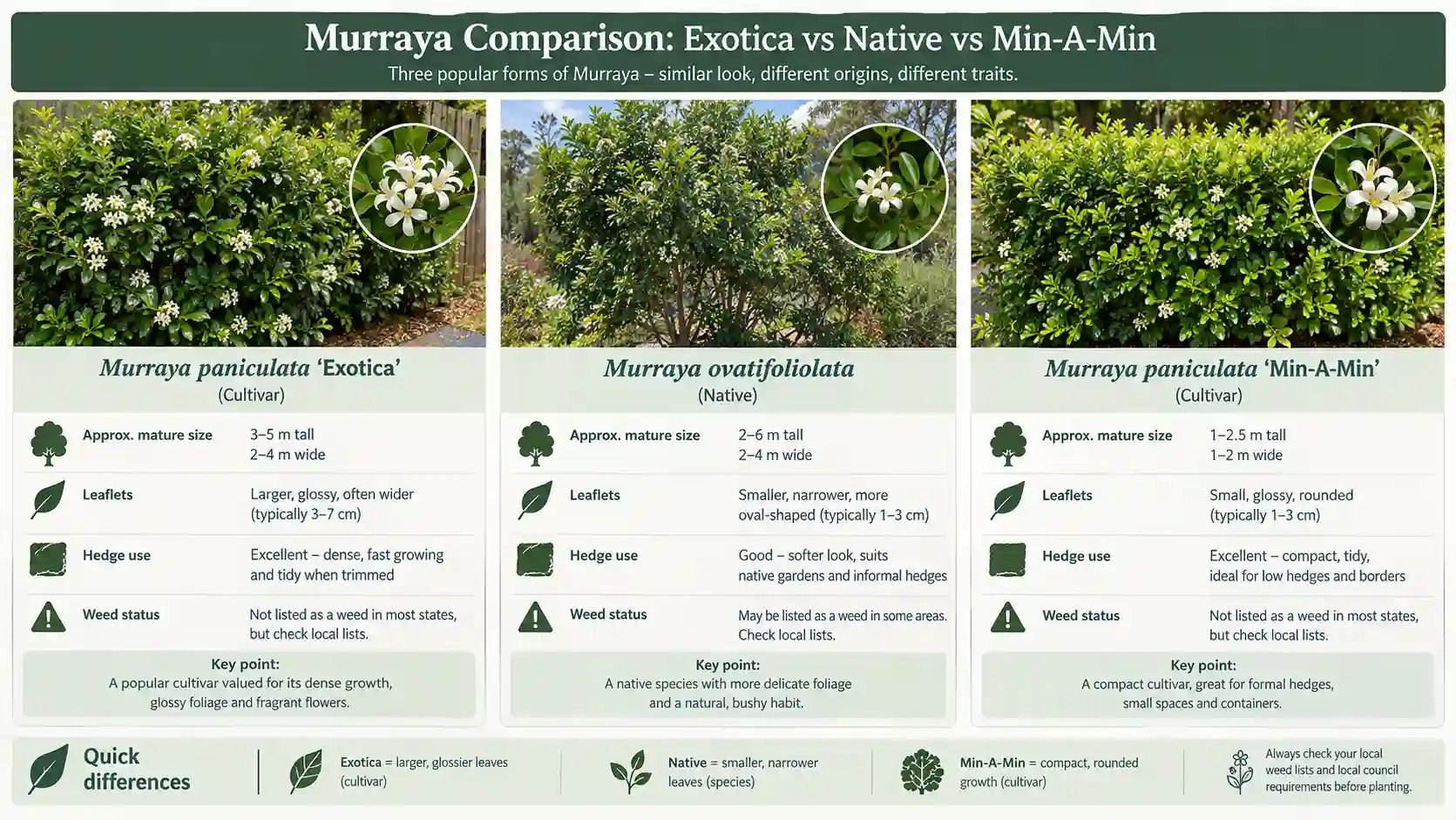 murraya hedge problems
