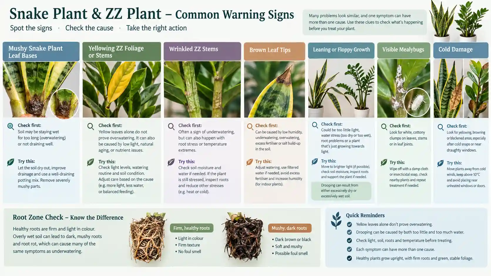 snake plant vs zz plant