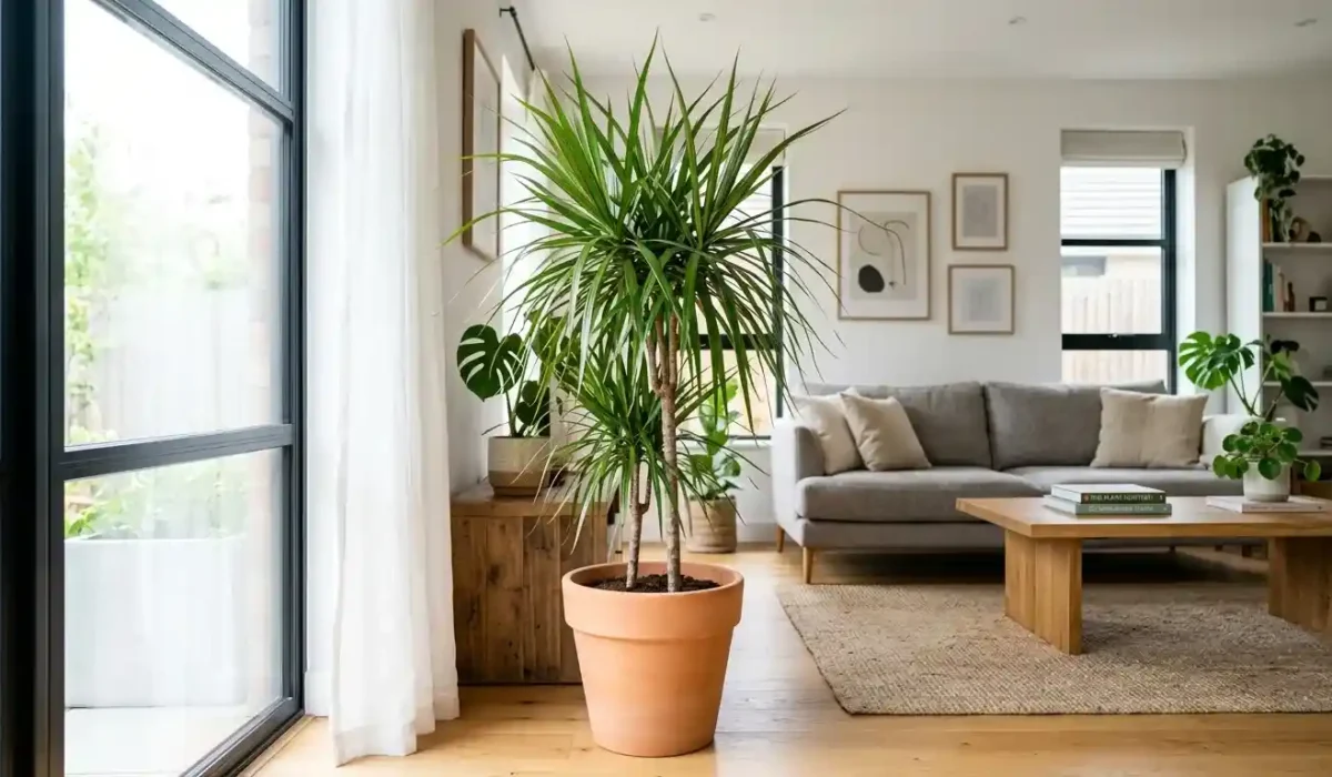 dracaena plant indoor benefits