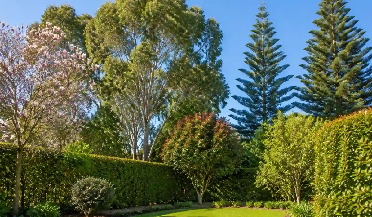 fast growing evergreen trees australia