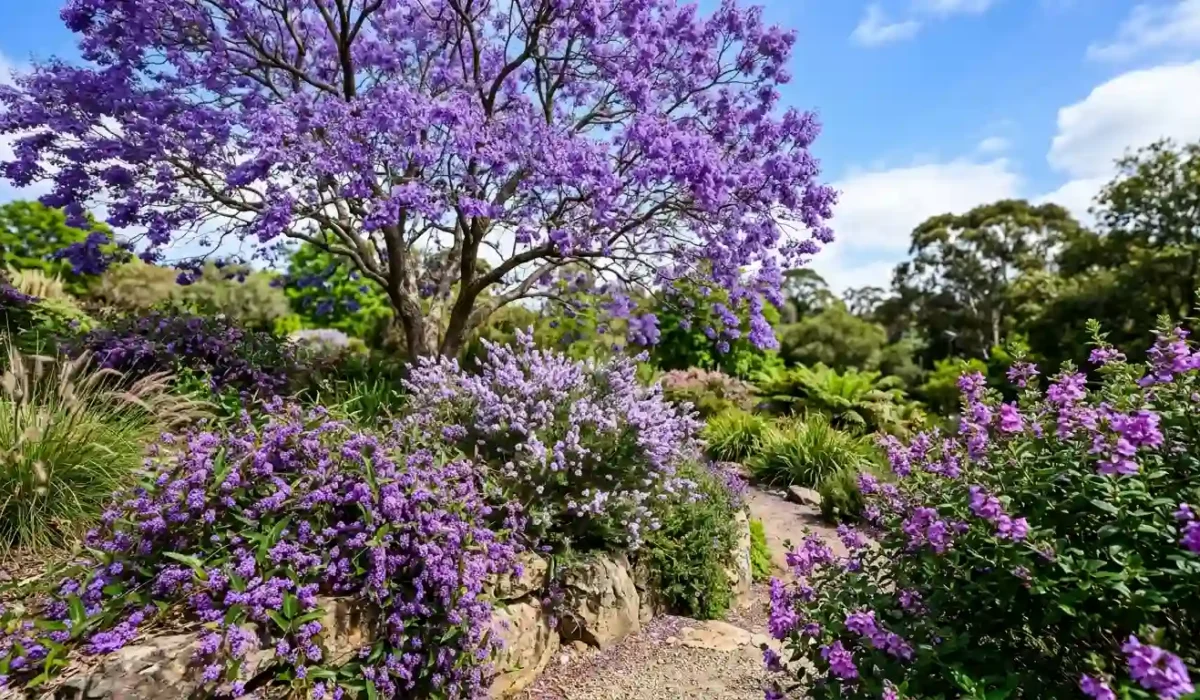 purple flower tree australia