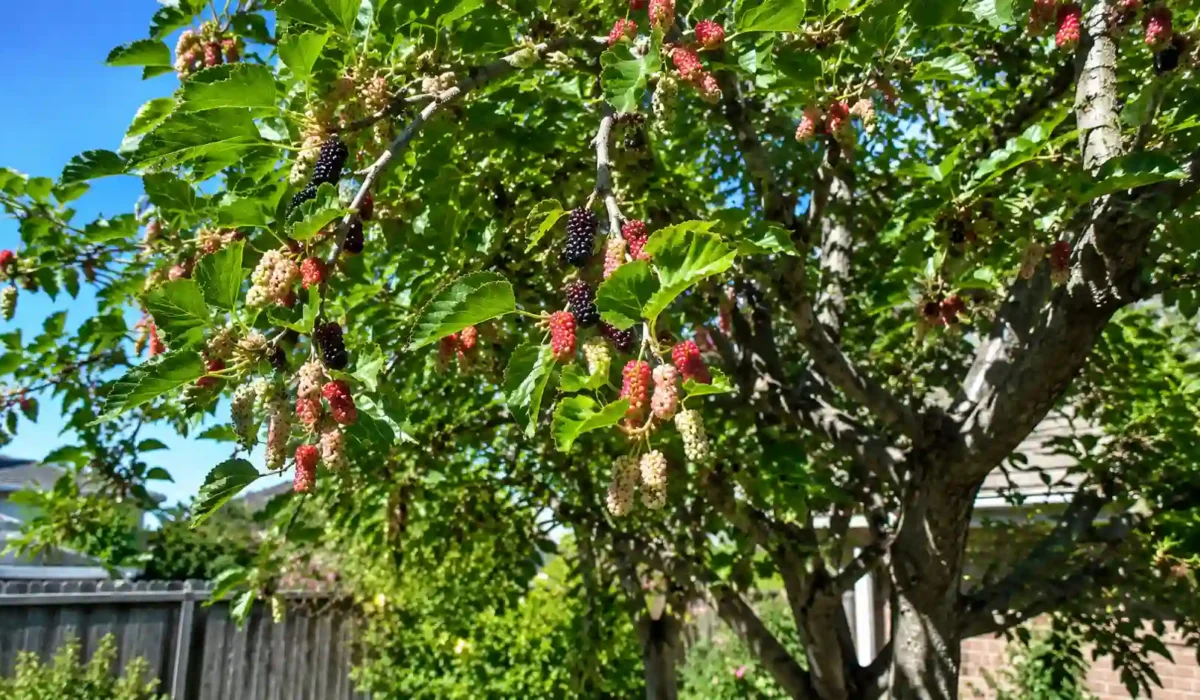 when do mulberry trees fruit