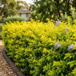 duranta sheenas gold