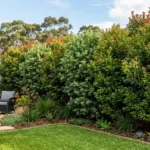 fast growing trees for screening