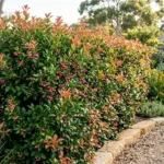 lilly pilly australe