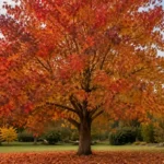 liquid amber tree australia