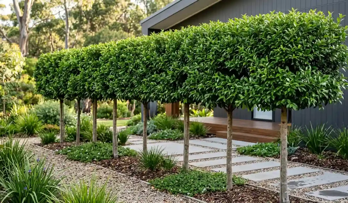 pleached lilly pilly