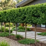 pleached lilly pilly