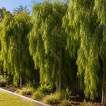 waterhousea floribunda sweeper