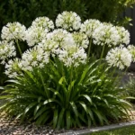 agapanthus orientalis snowball