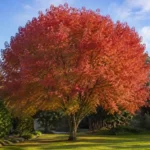 autumn blaze maple australia