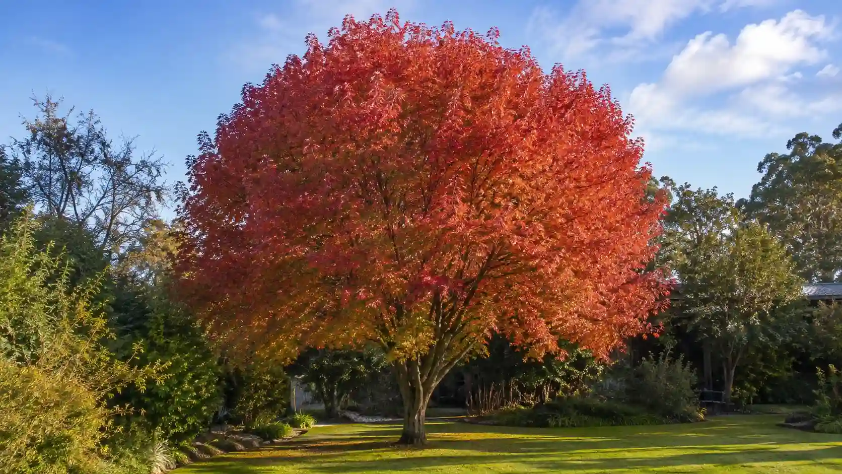 autumn blaze maple australia