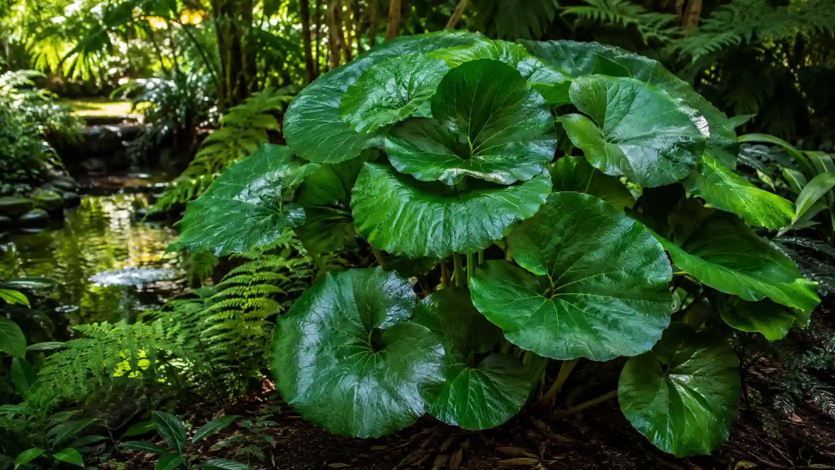 ligularia reniformis designer verde