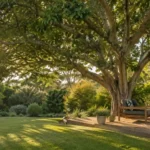 best native shade trees australia