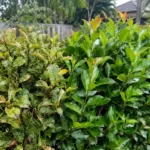 common pest on lilly pilly treatment