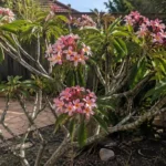 frangipani tree care australia