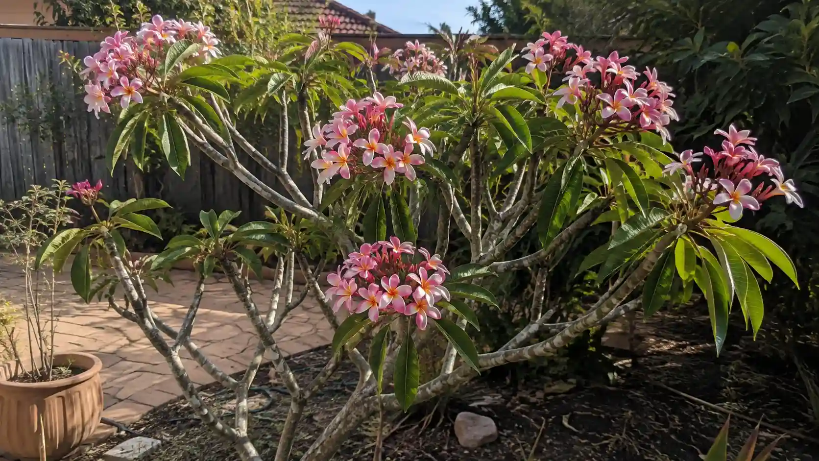 frangipani tree care australia