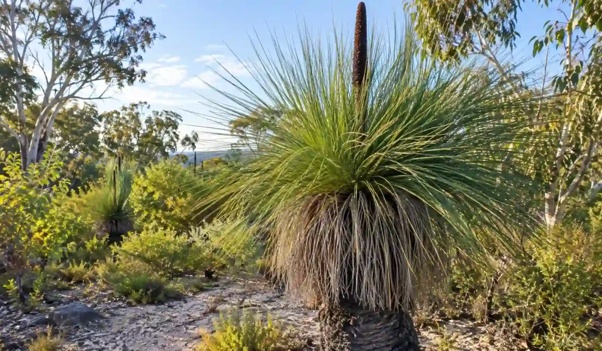 grass tree australia