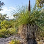 grass tree australia