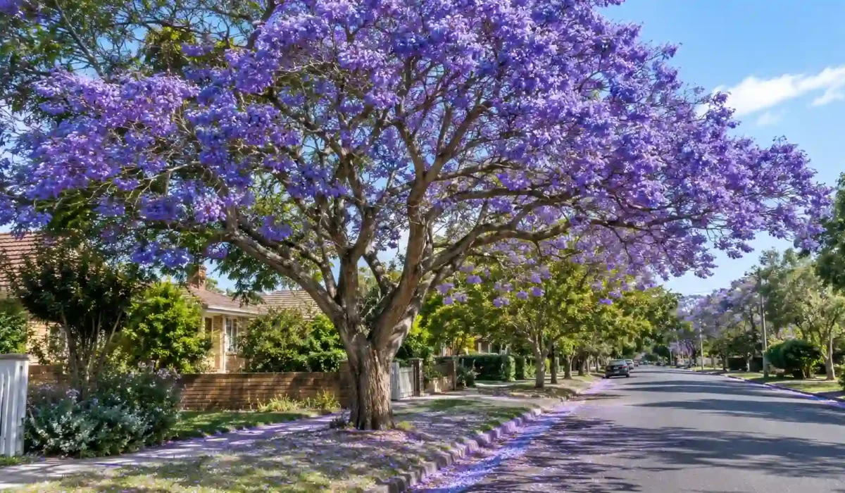 jacaranda tree australia