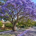 jacaranda tree australia