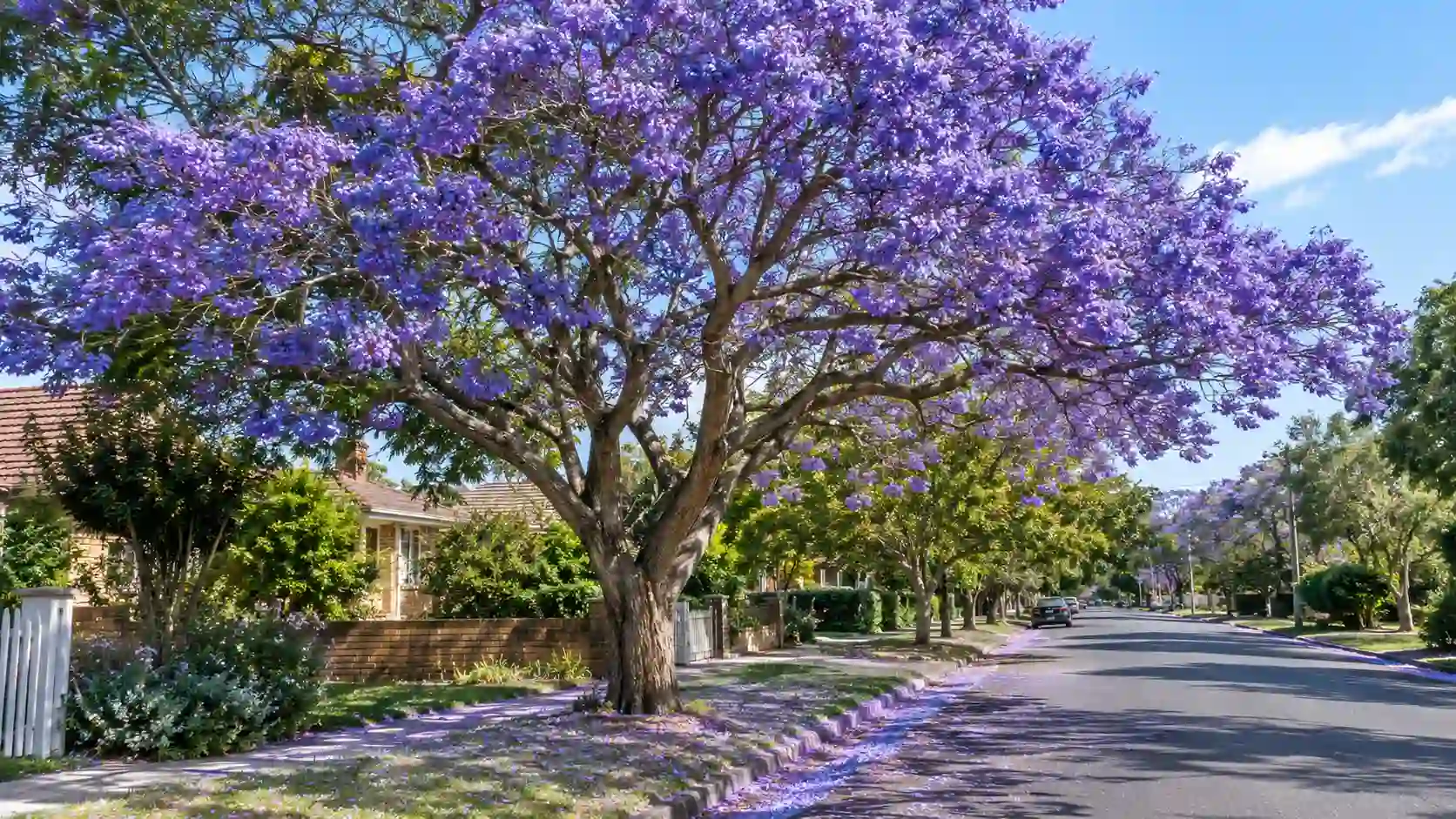 jacaranda tree australia