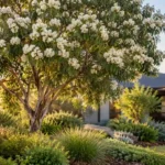 native and feature trees