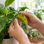 plant problems and troubleshooting