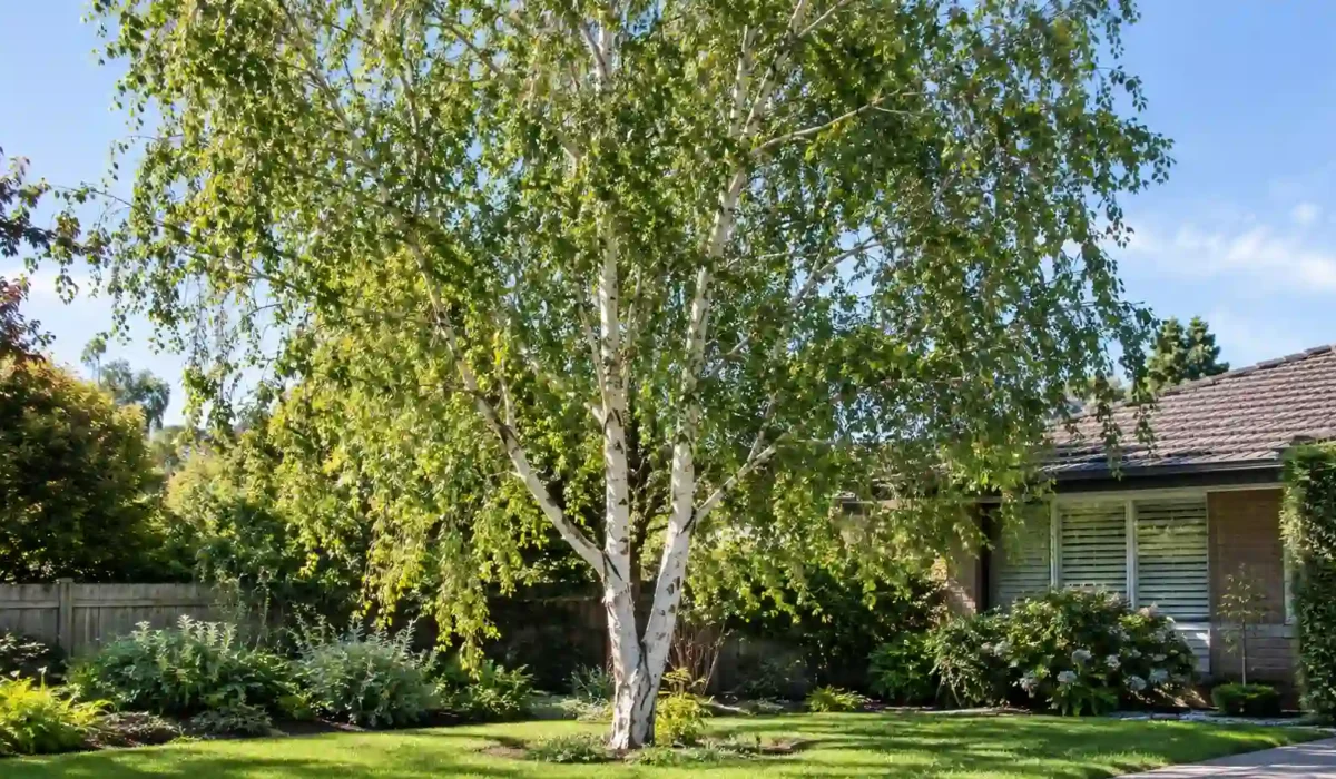 silver birch tree australia