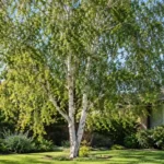 silver birch tree australia