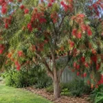 bottlebrush tree australia