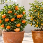 dwarf mandarin vs kumquat