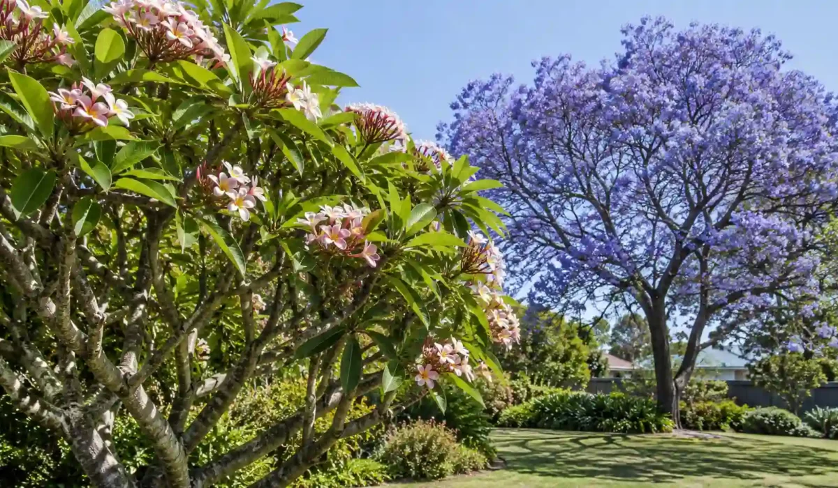frangipani vs jacaranda