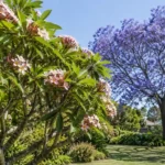 frangipani vs jacaranda