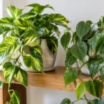 pothos vs philodendron