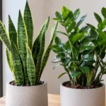 snake plant vs zz plant